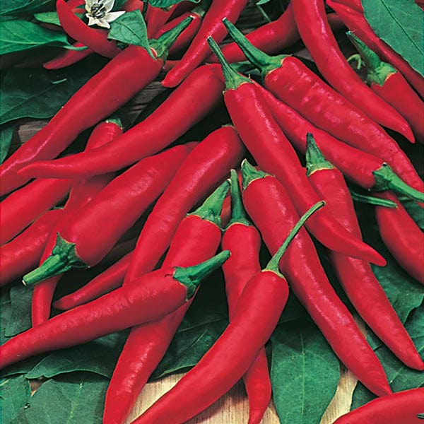 Chilli Pepper De Cayenne Seeds