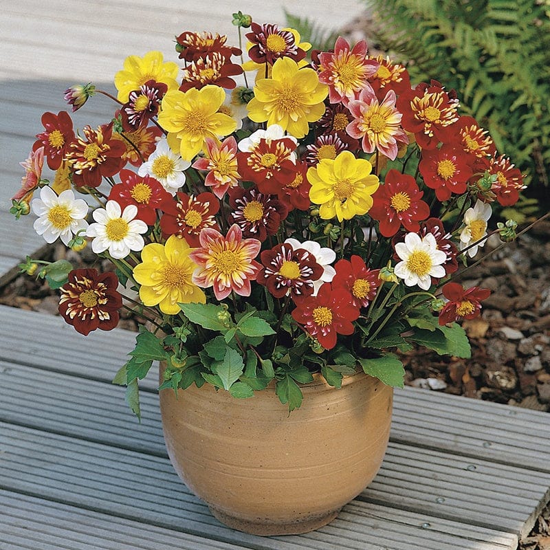 Dahlia Harlequin Mixed Seeds