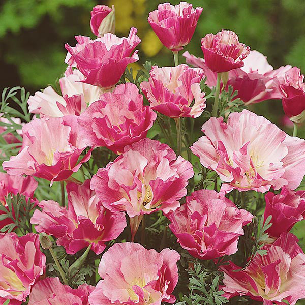 Close-up of pink and white flowers with green leaves on a blurred natural background