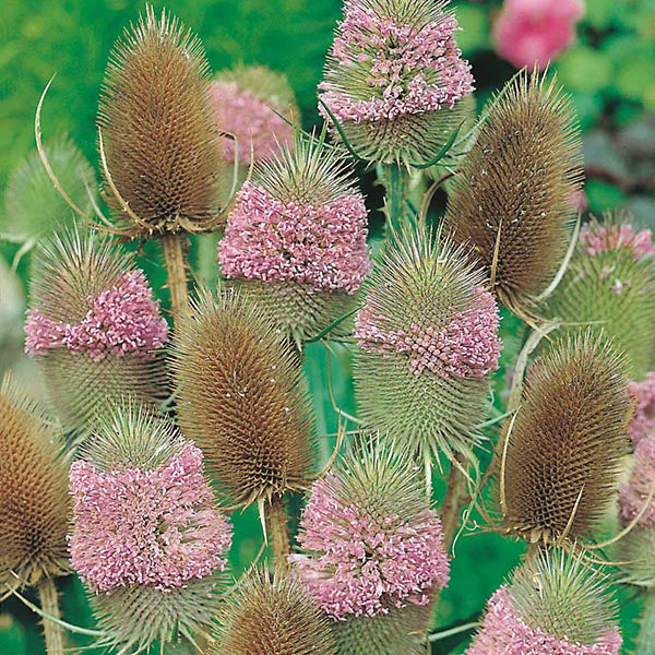 Teasel flowers with pink blossoms and brown dried heads against a green background