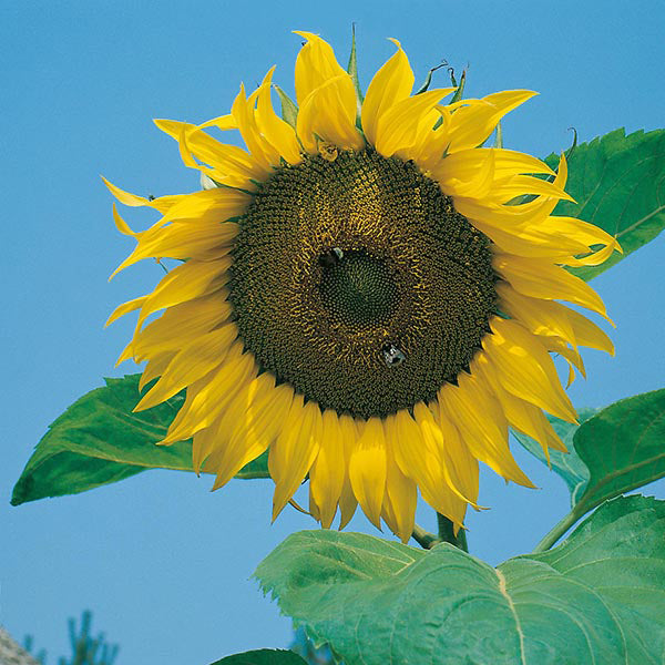 Sunflower with a bee on a clear blue sky background