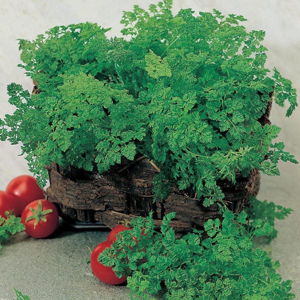 Chervil Simple Seeds