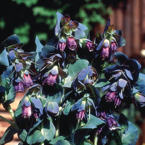 Close-up of dark purple flowers with green leaves against a blurred natural background