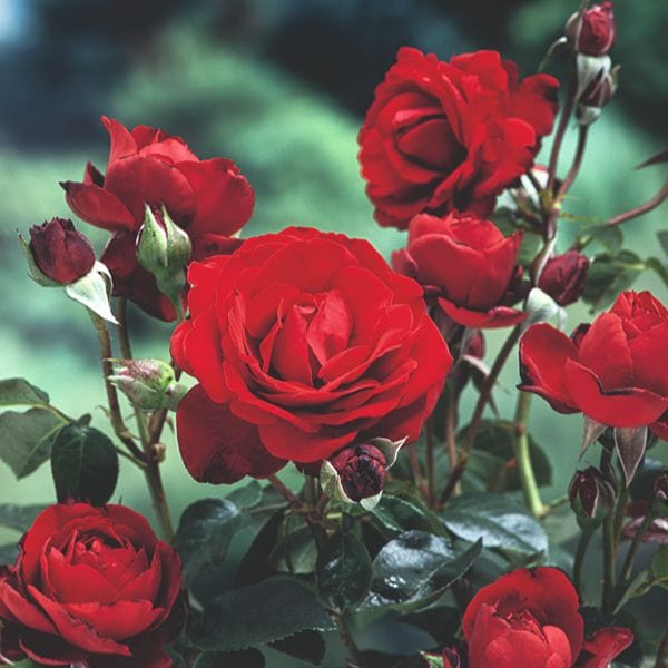 Rose Crimson Cascade (Climbing) Bare Root Plants