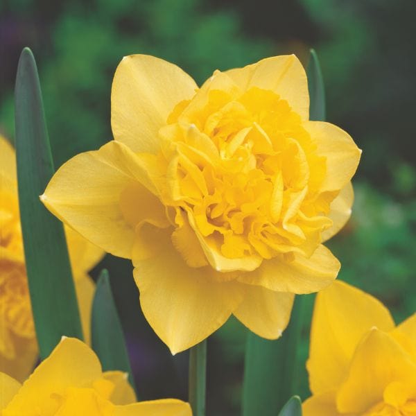Narcissus Dick Wilden Flower Bulbs