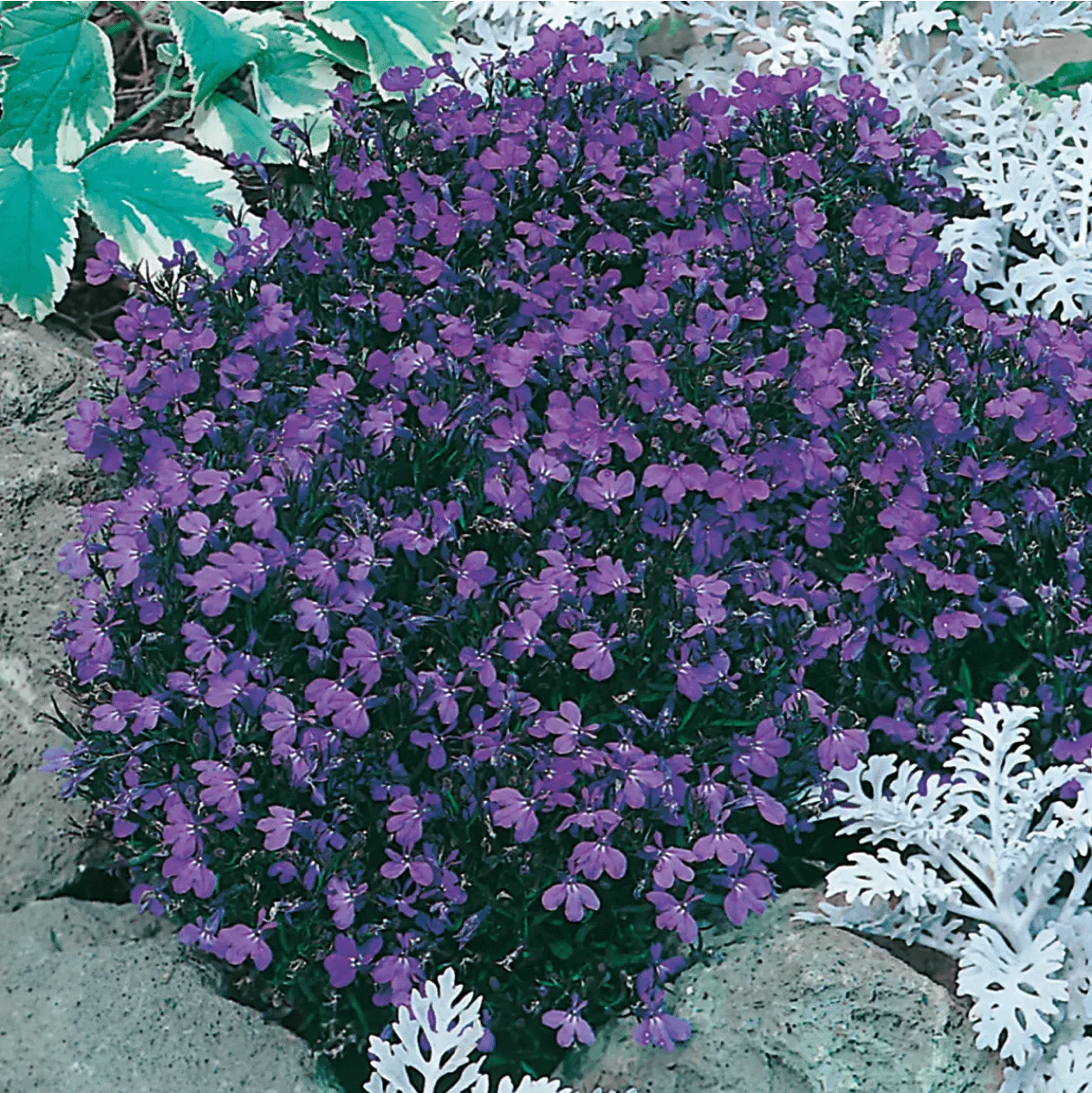 Oh Sow Simple - LOBELIA Blue Seeds