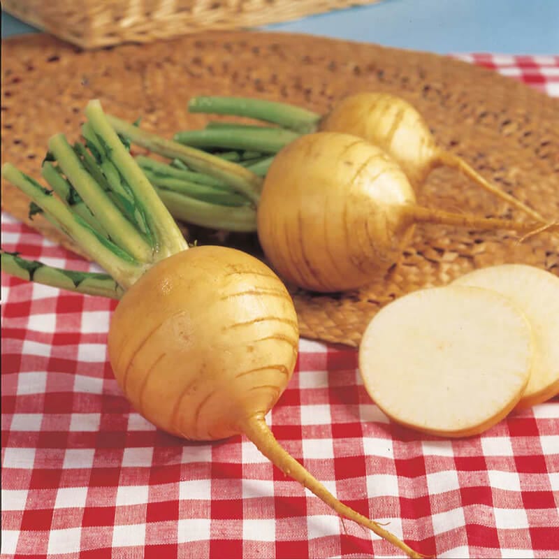 10 Young Plants (LATE) Turnip Golden Ball Vegetable Plants