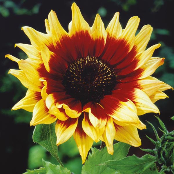 Sunflower Magic Roundabout F1 Seeds