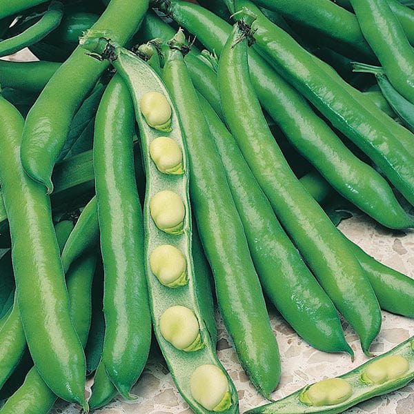 10 Plants (EARLY) broad bean bunyards exhibition veg plants