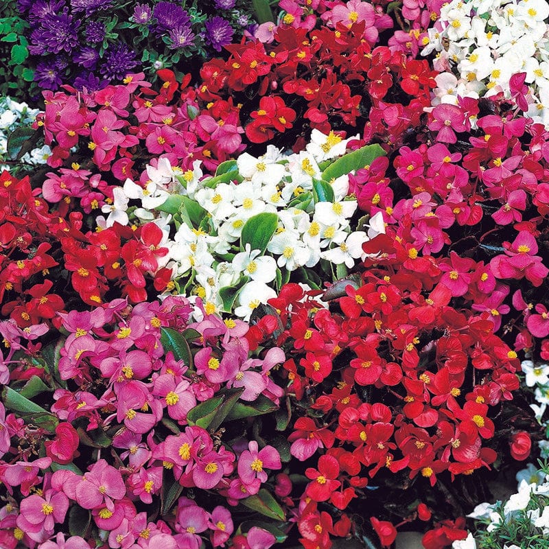 Begonia Summer Rainbow F2 Seeds