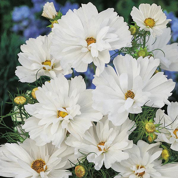 Cosmos Psyche White Seeds