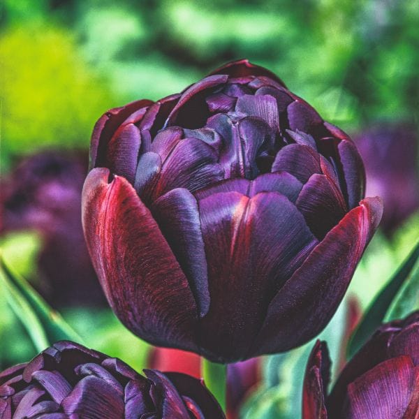 Tulip Black Hero Flower Bulbs