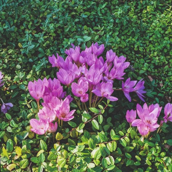 Colchicum Autumnale Flower Bulbs