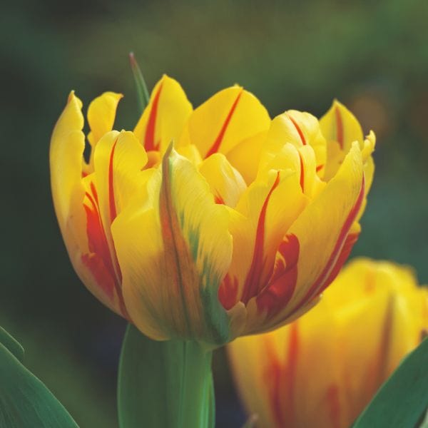 Tulip Monsella Flower Bulbs