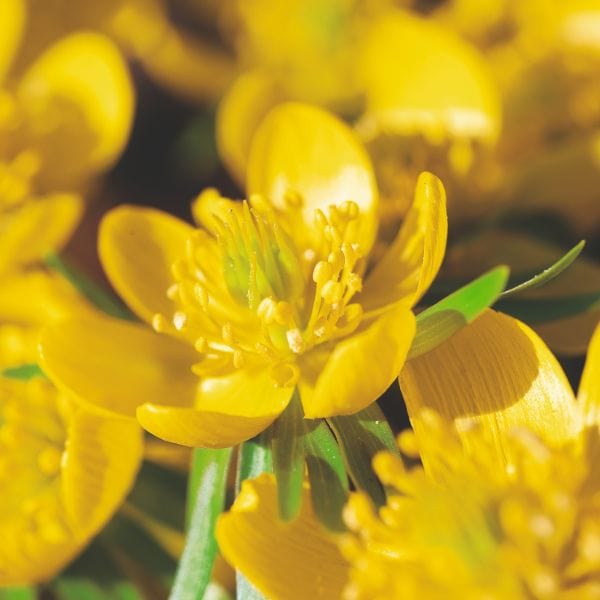 Eranthis Hyemalis Flower Bulbs