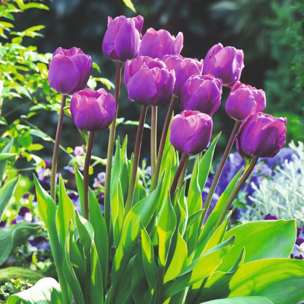 Purple tulips in a garden with green leaves and blurred background