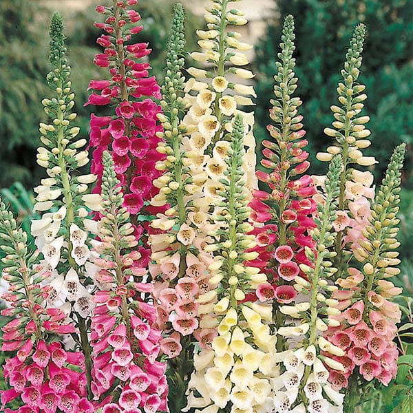 Foxglove Excelsior Mixed