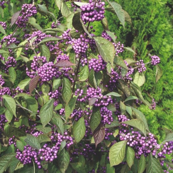 Callicarpa Bodinieri Profusion Flower Plant