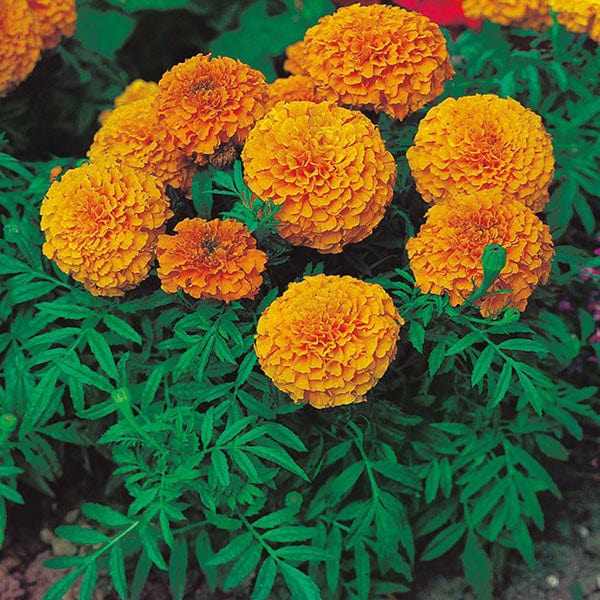 Marigold (African) Sunspot Series Orange Seeds