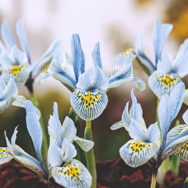 Iris Reticulata Katherine Hodgkin Flower Bulbs