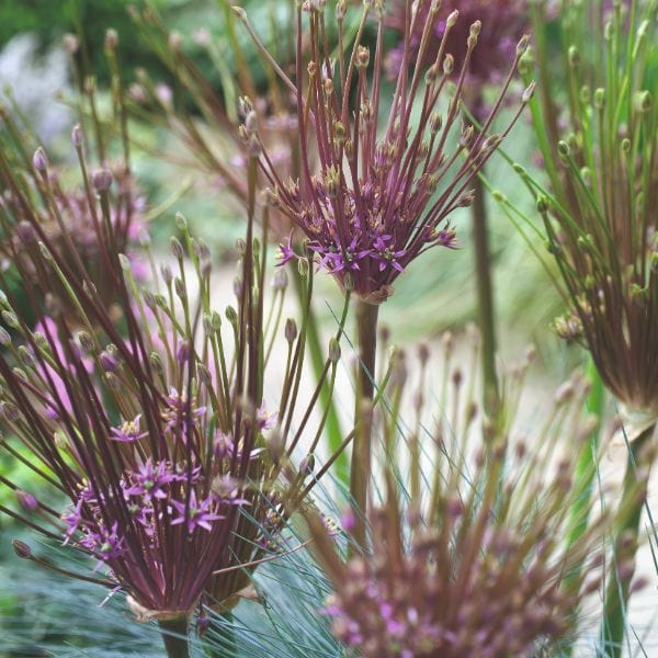 Allium Schubertii Flower Bulbs