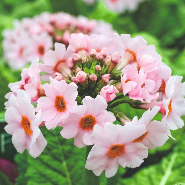 Primula Japonica Appleblossom Flower Plant