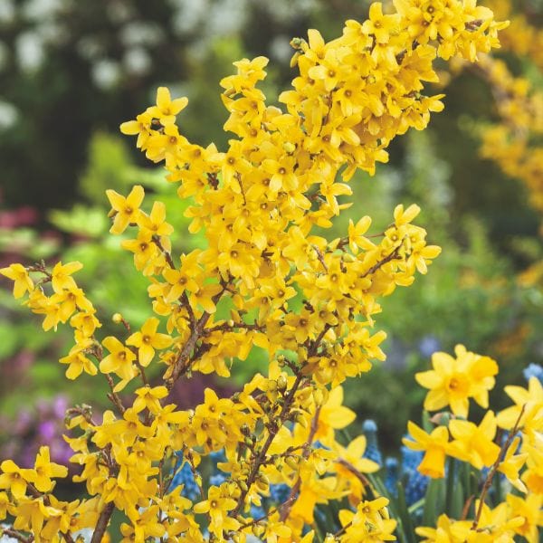Forsythia Intermedia Weekend Flower Plant