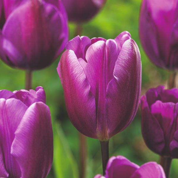 Close-up of purple tulips with a blurred green background