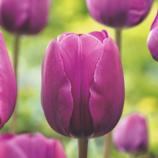 Close-up of a purple tulip with a blurred green background