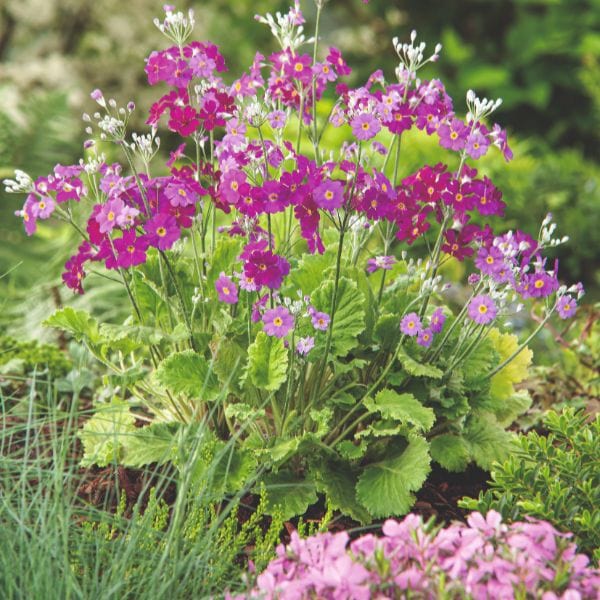 Primula Japonica Miller's Crimson Flower Plant