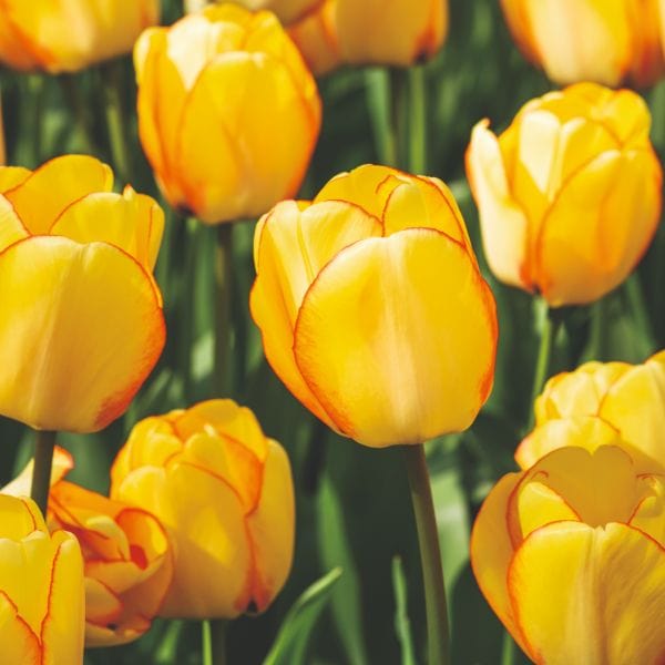Tulip Beauty Of Spring Flower Bulbs