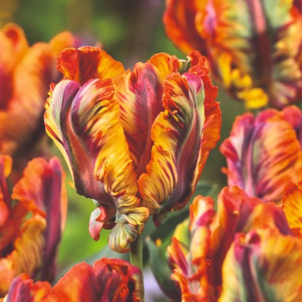 Tulip Rasta Parrot Flower Bulbs