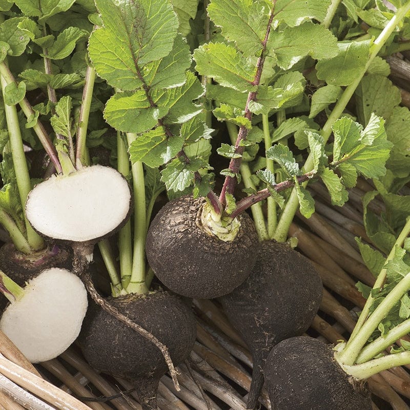 Radish Kulata Cerna Seeds