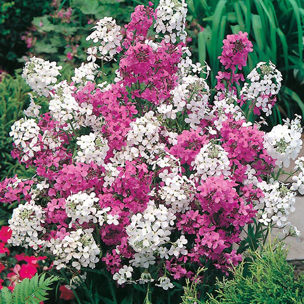 Bouquet of pink and white flowers with green foliage in the background