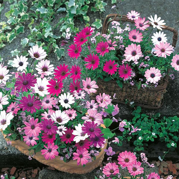 Osteospermum Daisy Mae Mixed Seeds