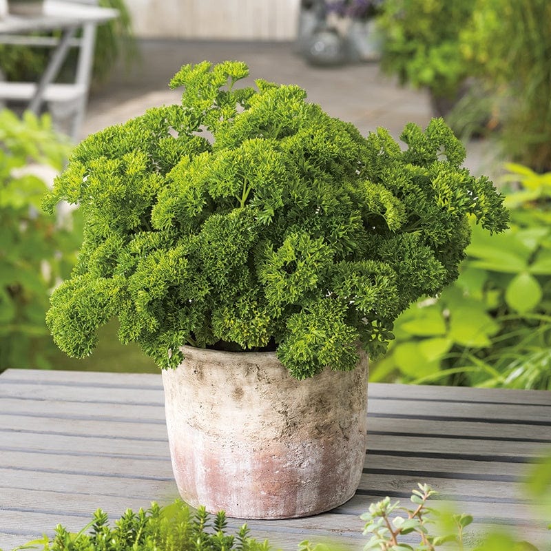 3 x 9cm Potted Plants (LATE) Curled Parsley Herb Plants