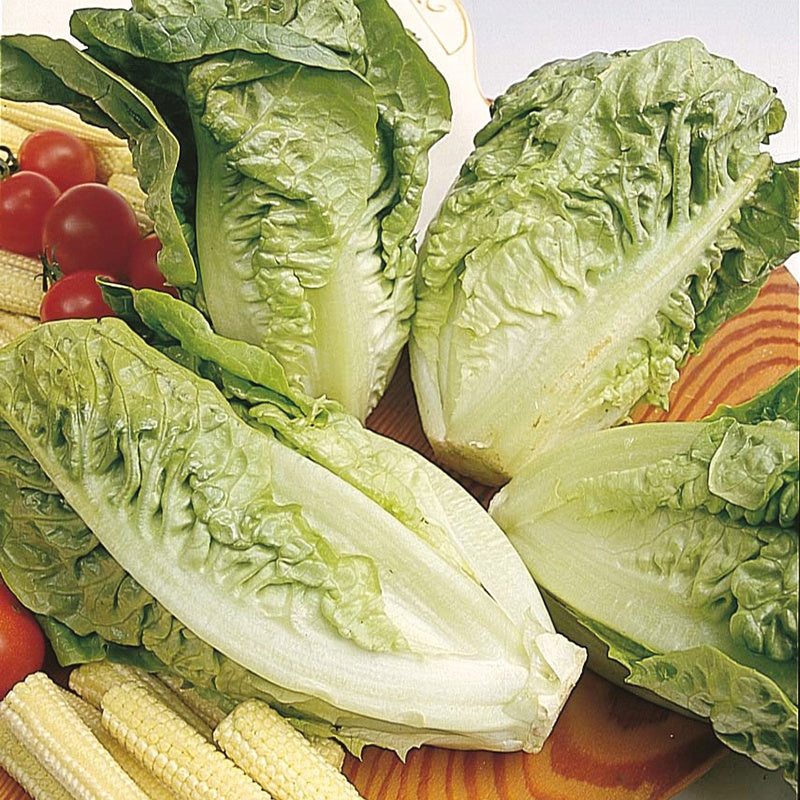 Lettuce Little Gem Delight Seeds