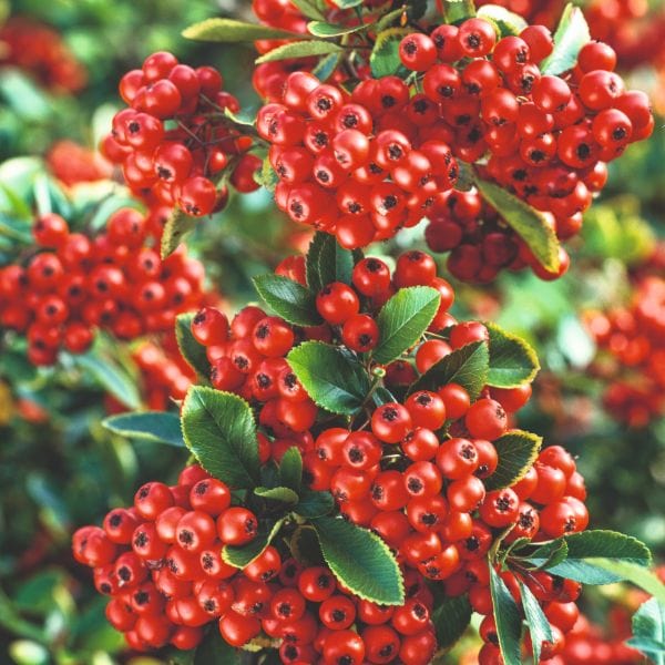 Pyracantha Coccinea Red Column Flower Plant