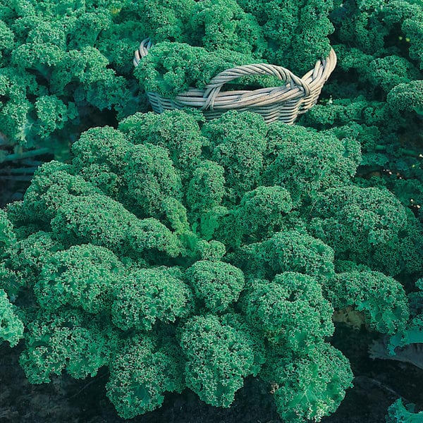 Kale Dwarf Green Curled Vegetable Plants