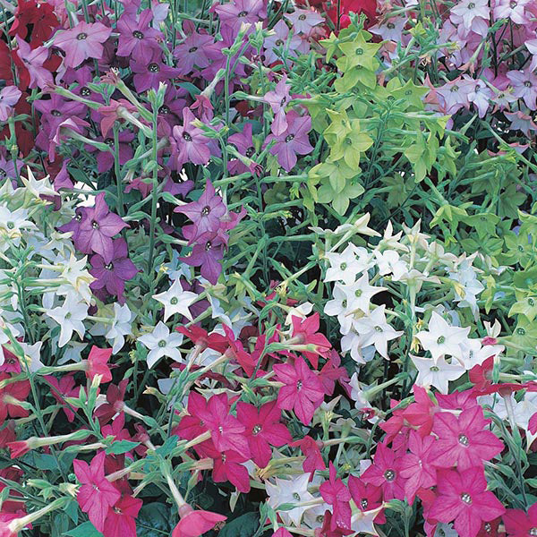Nicotiana Perfume Mixed F1