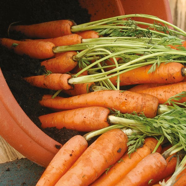 Carrot Amsterdam Forcing 3 (Sprint)