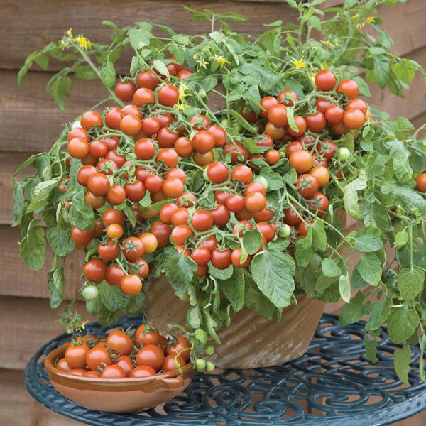Potted plant with ripe red tomatoes on a table