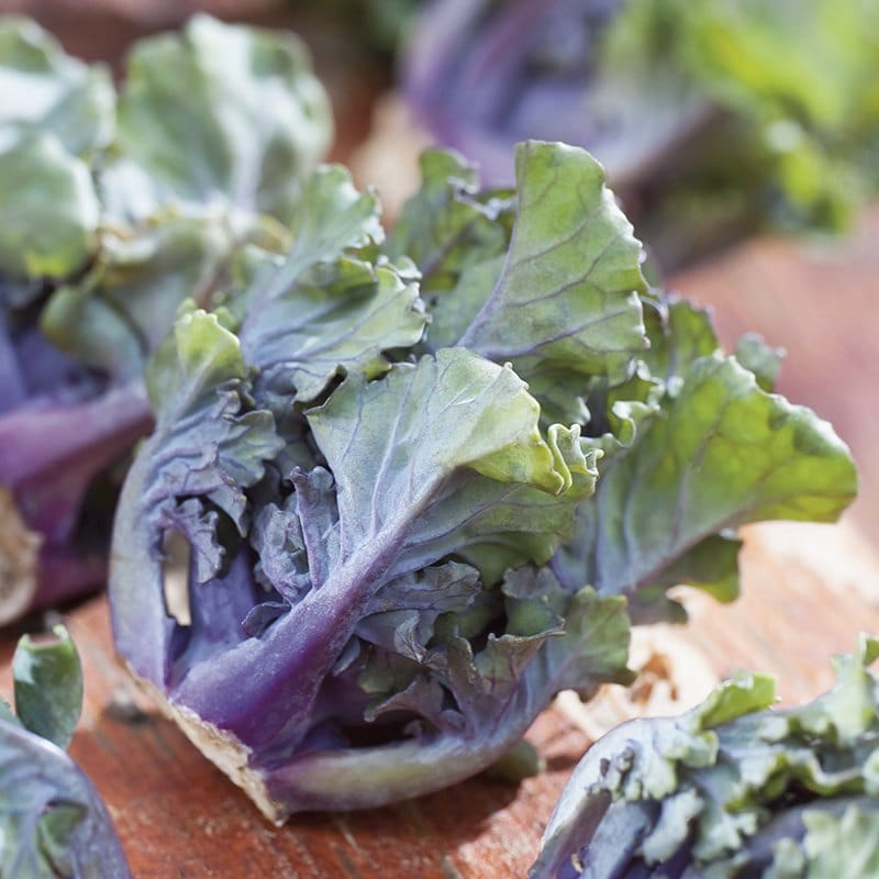 50 Seeds Kalettes Mixed F1