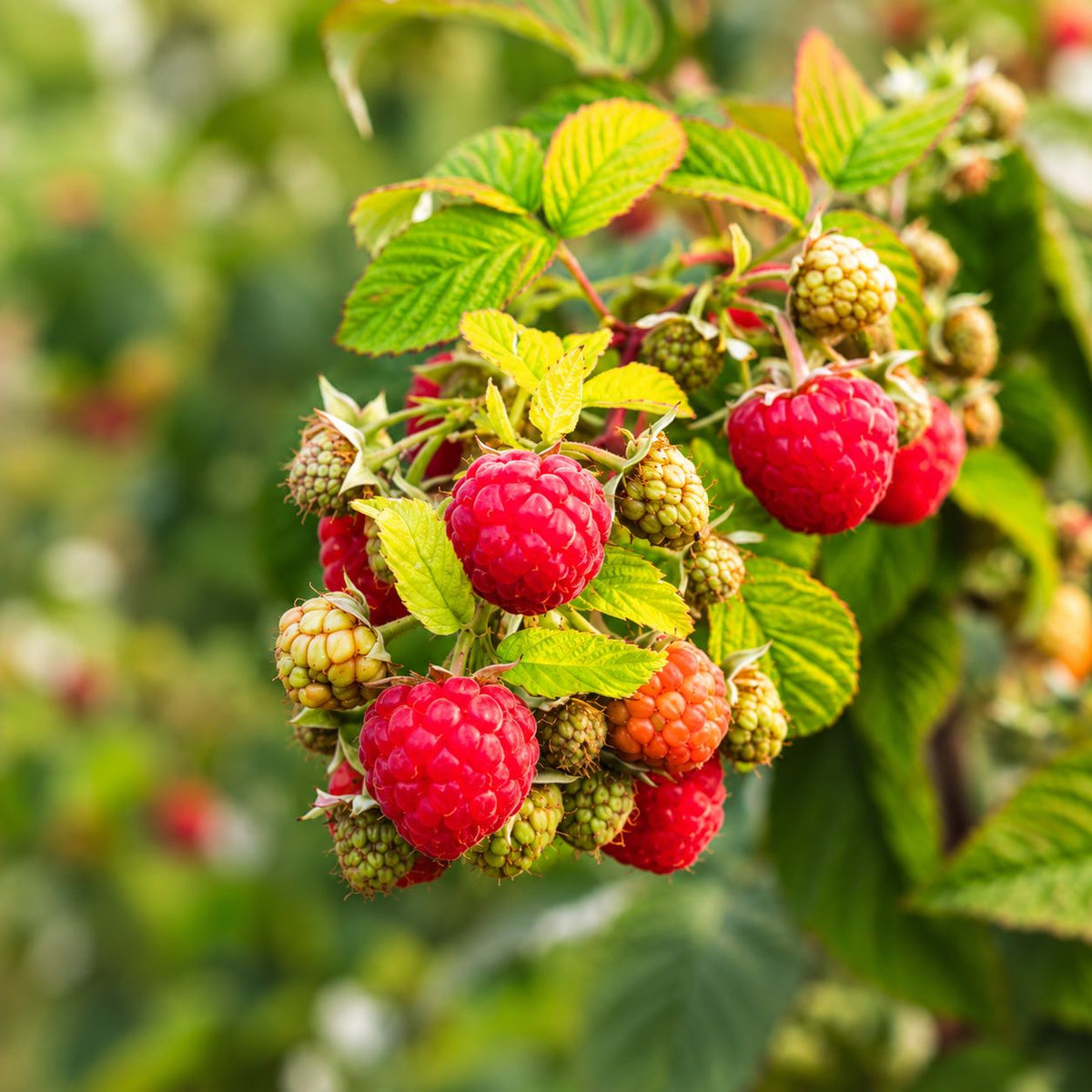 Raspberry Kwanza Fruit Plants