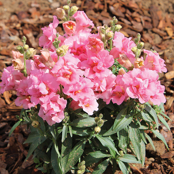 Antirrhinum Twinny Rose