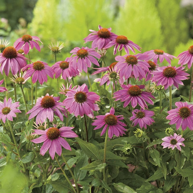 Echinacea PowWow Wild Berry Seeds