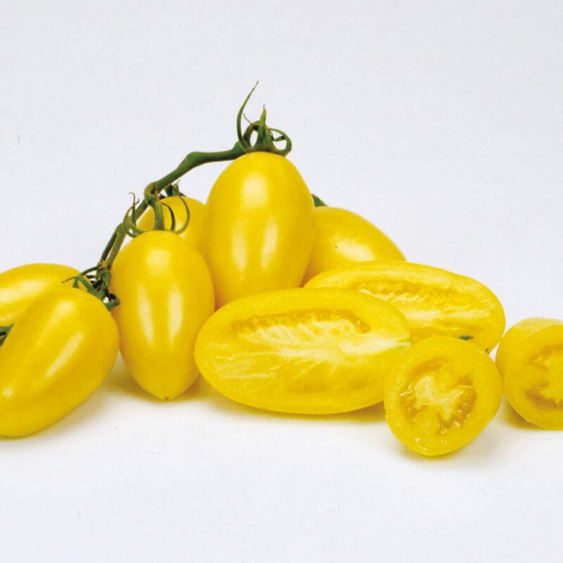 3 x 9cm Potted Plants (LATE) Tomato (Plum) Cream Sausage Vegetable Plants