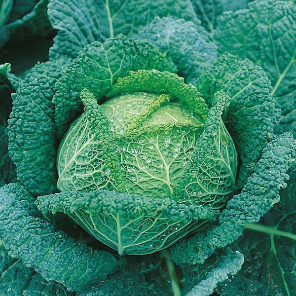 David Domoney, Get Growing Cabbage Savoy Seeds