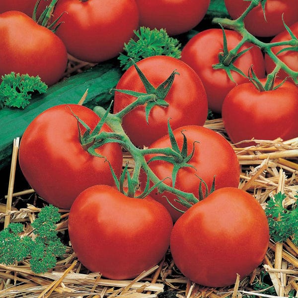 David Domoney, Get Growing Tomato