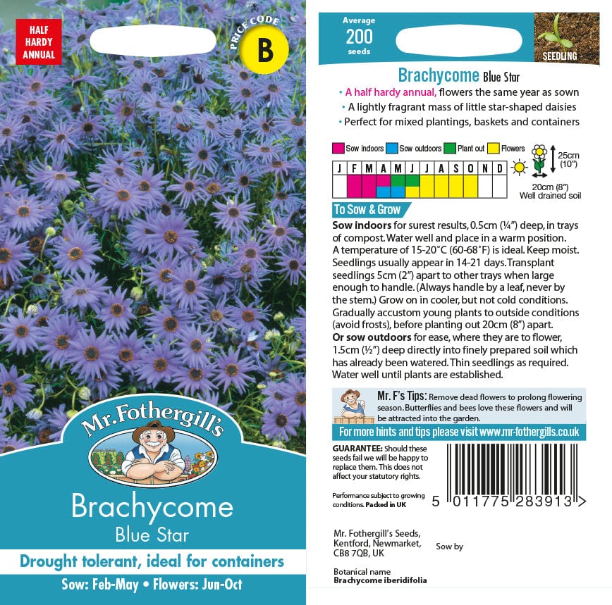 Brachycome Blue Star